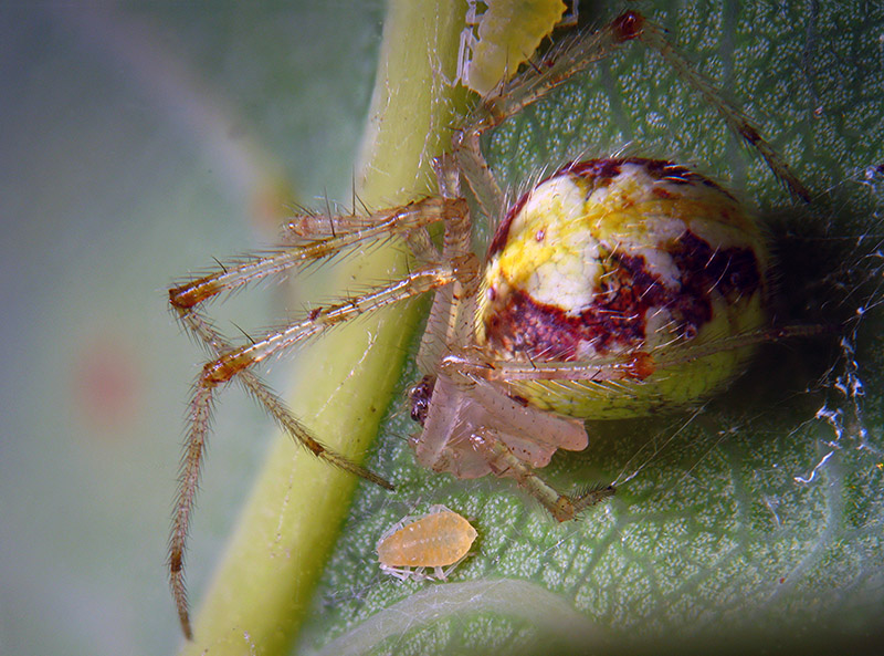 Theridion varians  -  Albizzate (VA)